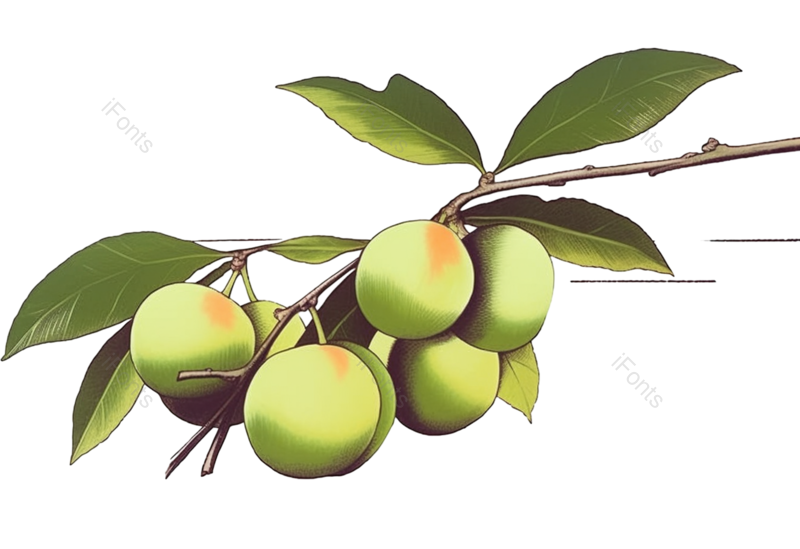 叶子图片,装饰元素,芒种PNG,清新免抠素材